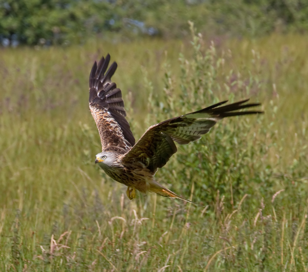 Photograph of red kite in grassland