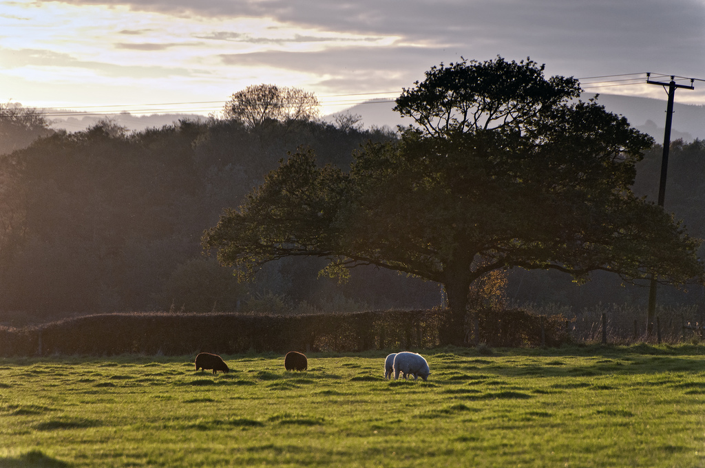 Picture of sheep in a field at sunset.